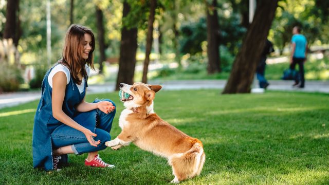 Pets and Pet Care